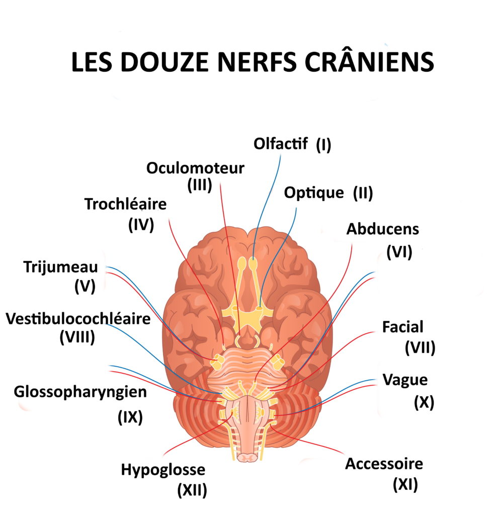 Quels sont les 12 nerfs crâniens? - Neuromedia