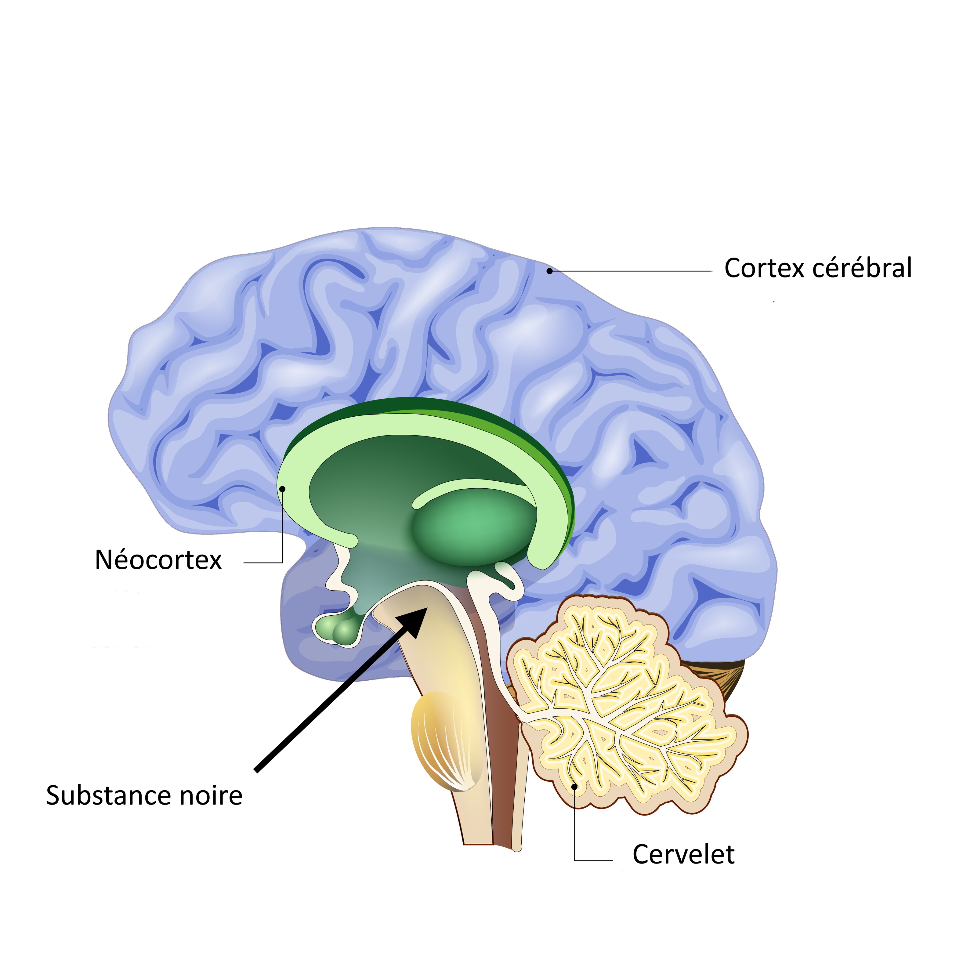 substance noire localisation - la substance noire du cerveau