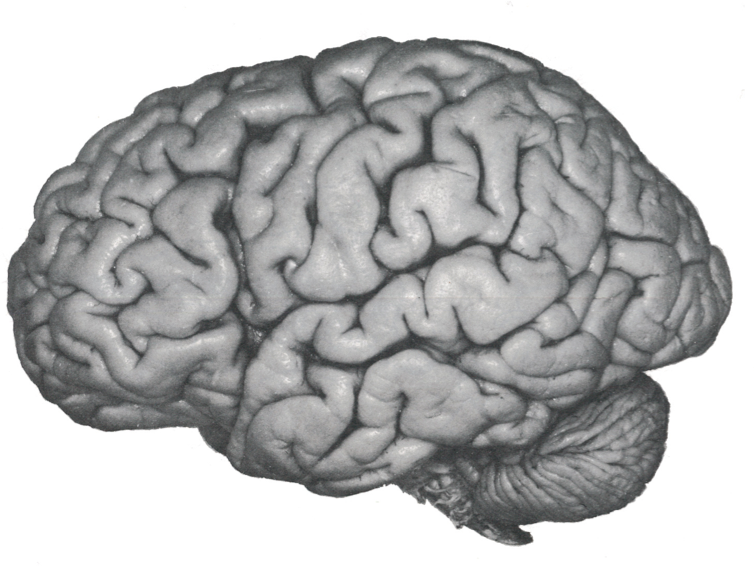 Cortical areas and their functions - Neuromedia