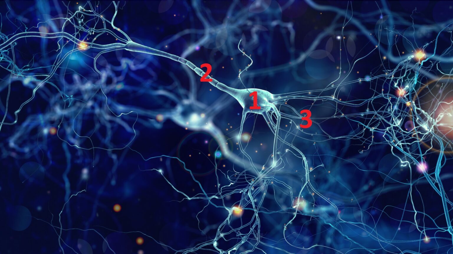 Neurons And Their Morphologies Neuromedia